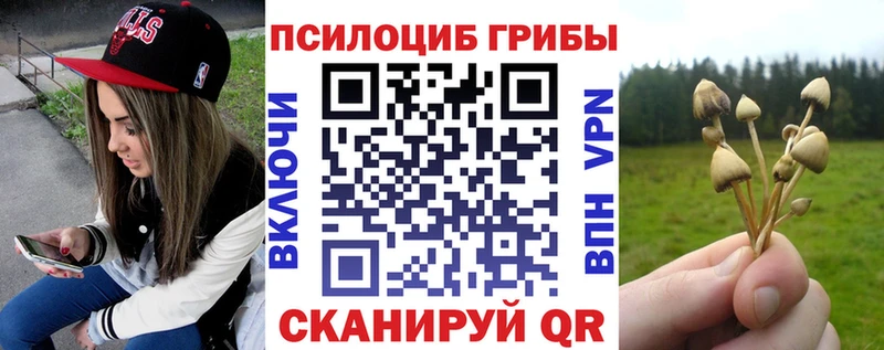 где найти Жиздра Псилоцибиновые грибы Psilocybine cubensis